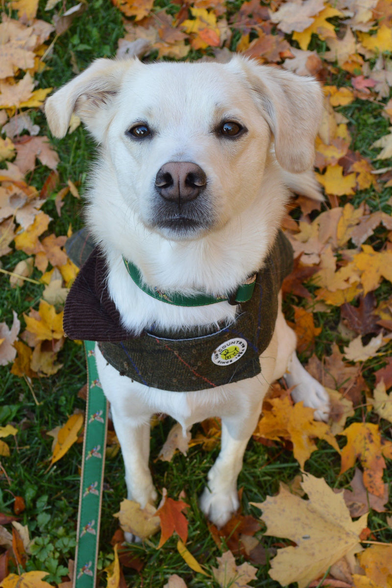 Up Country Green Tweed Dog Coat 8"