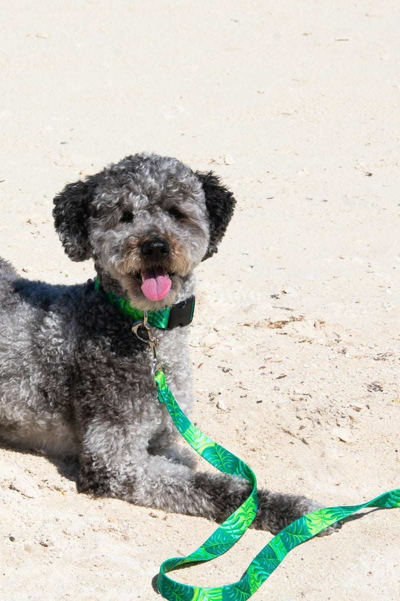 Up Country Palms Dog Collar Large Wide