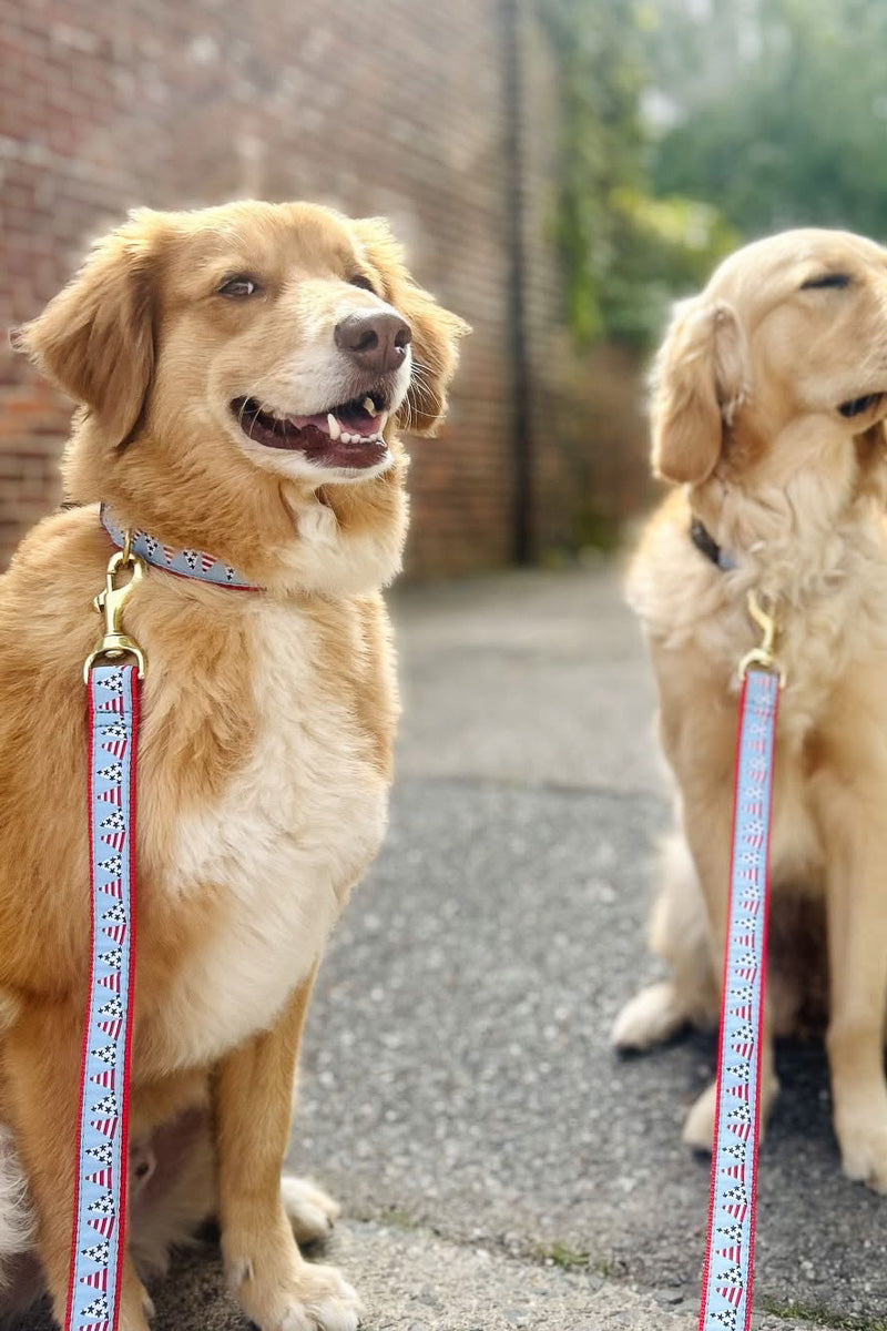 Up Country Party in the USA Dog Lead 5' Wide