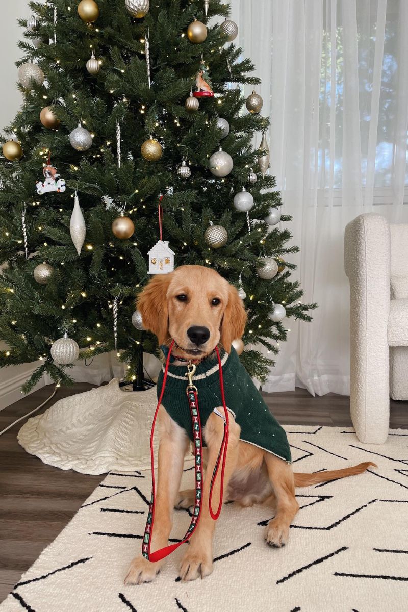 Up Country Reindeer Sweater Medium