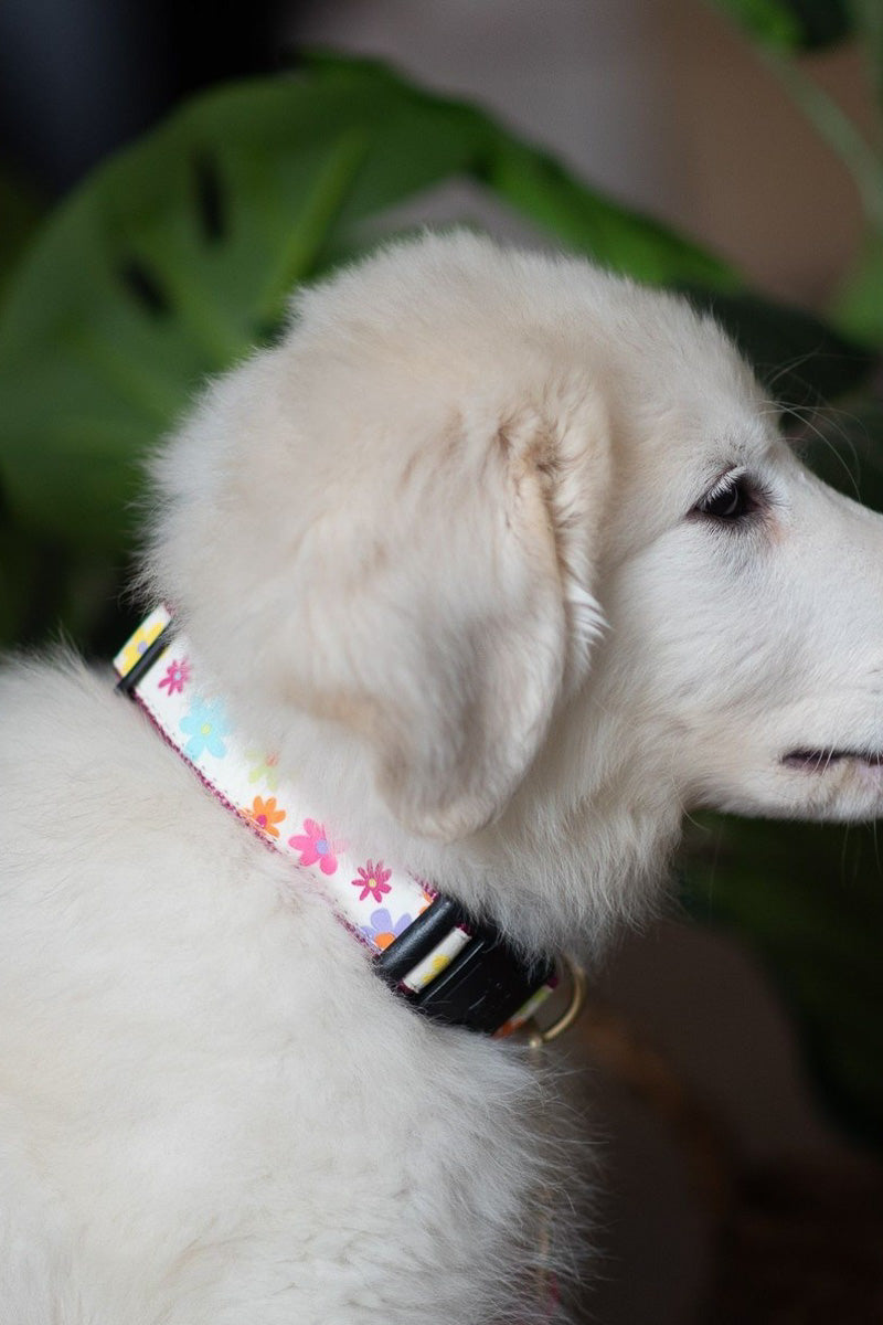 Up Country Spring Fever Large Collar