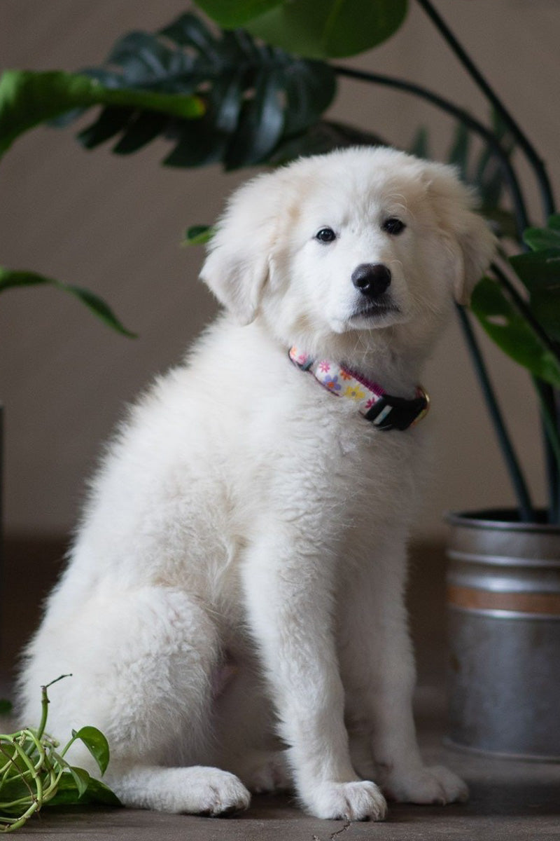 Up Country Spring Fever Extra Small Narrow Collar