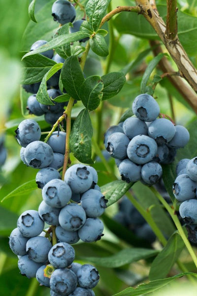 Fruit, Blueberry