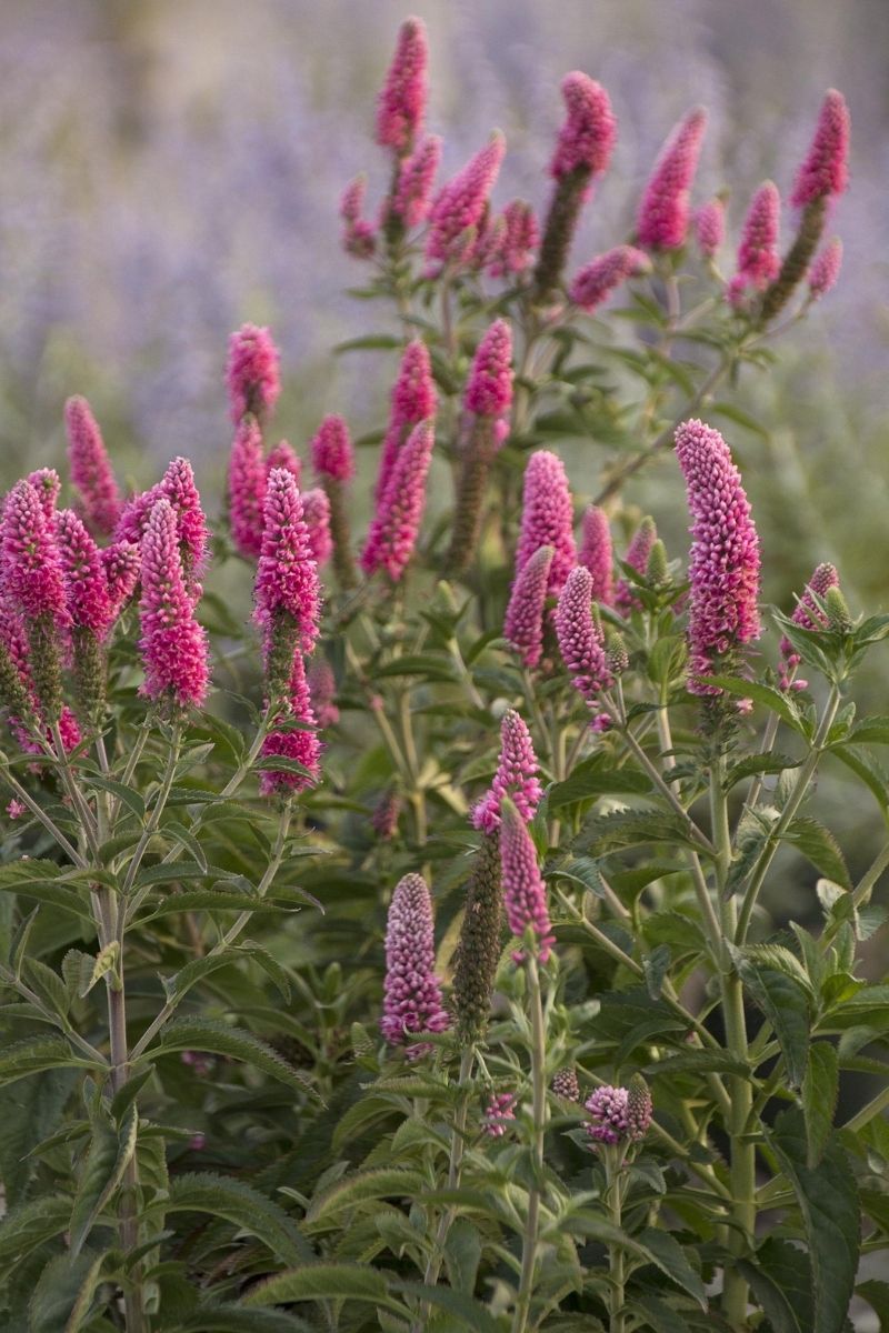 Veronica, First Love