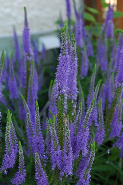 Veronica, Sunny Border Blu