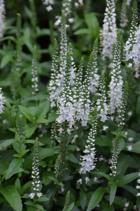 Veronica, White Wands