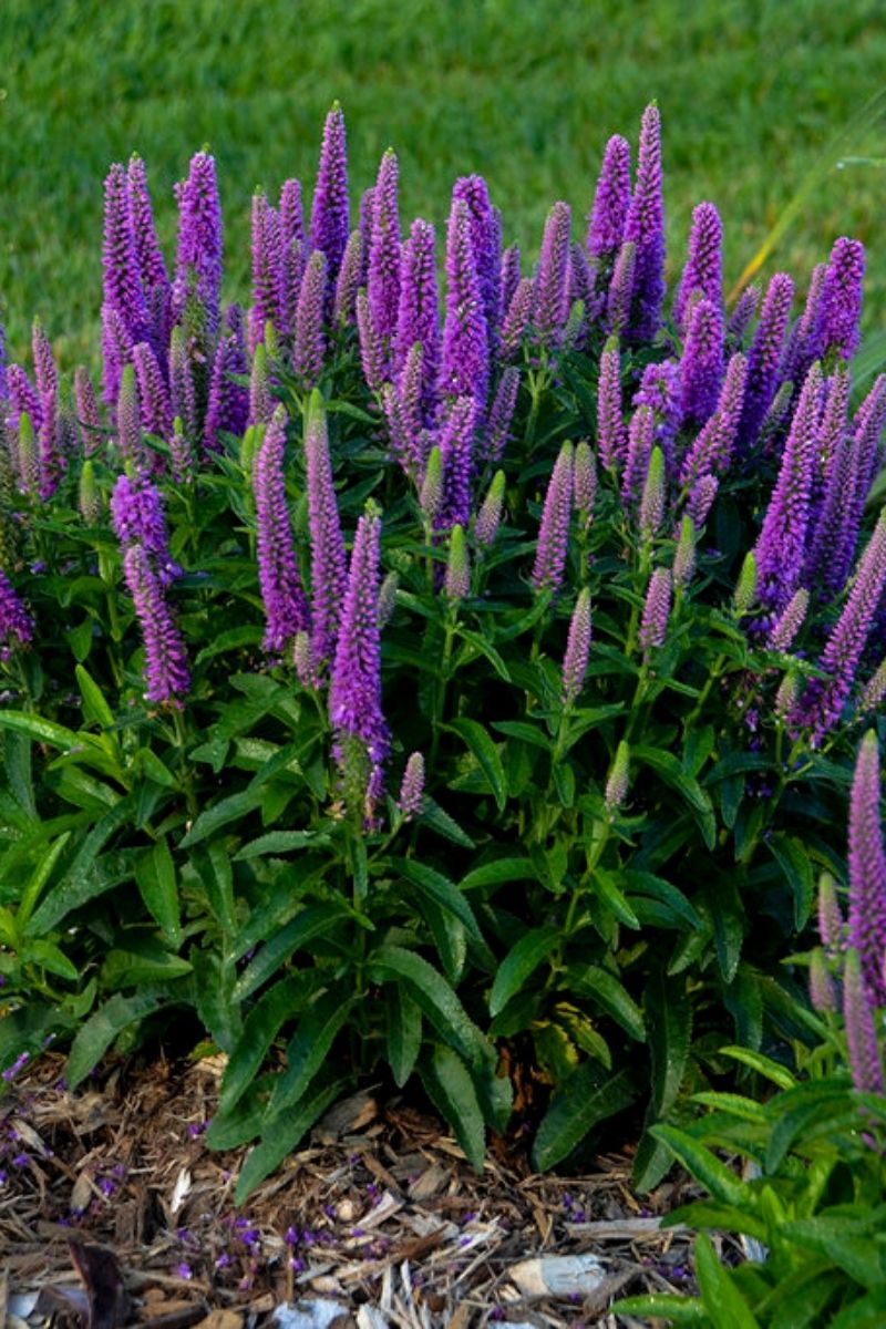 Veronica, Ms Purp Illusion