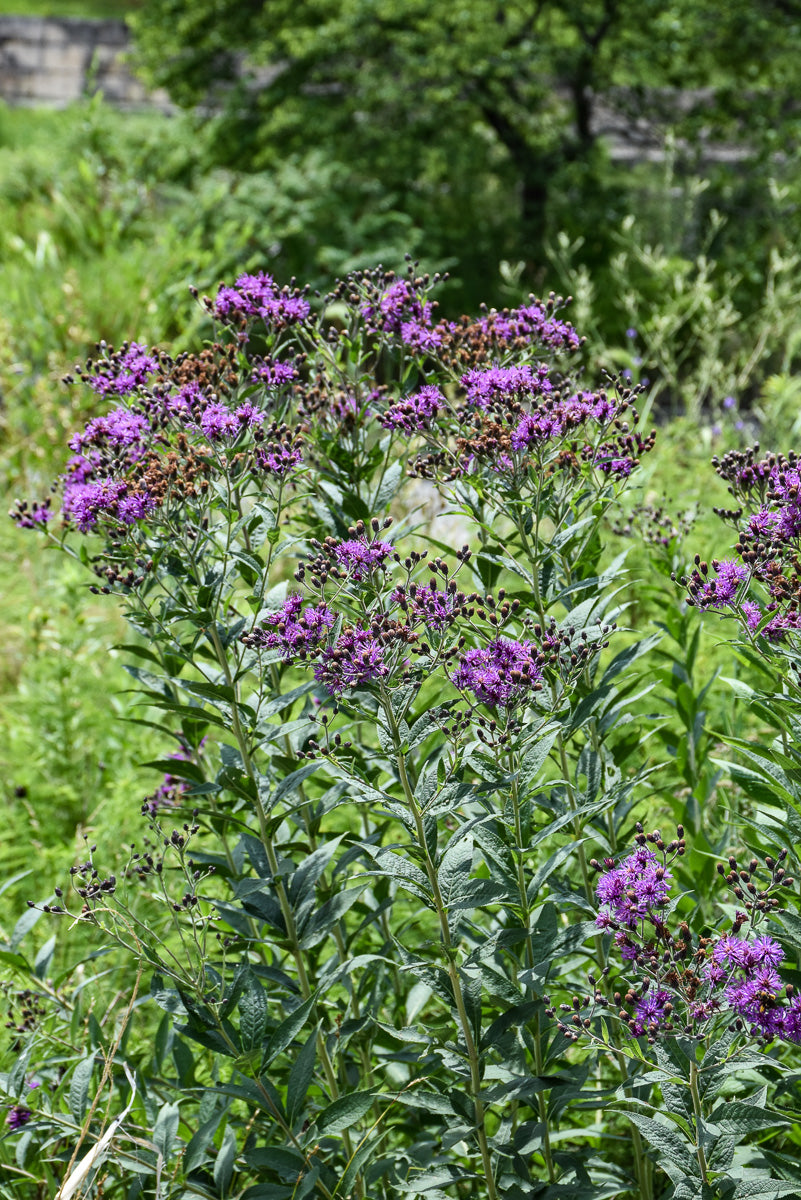 Vernonia, Smooth Ironweed