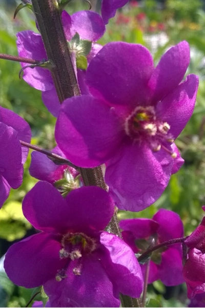 Mullein, Temptress Purple