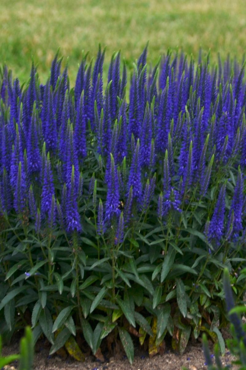 Veronica, Wizard Of Ahhs