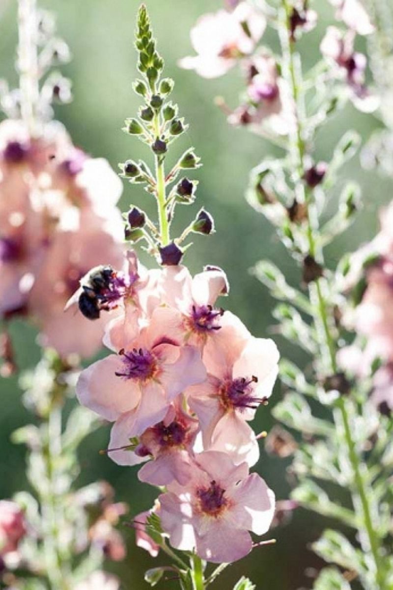Mullein, Southern Charm