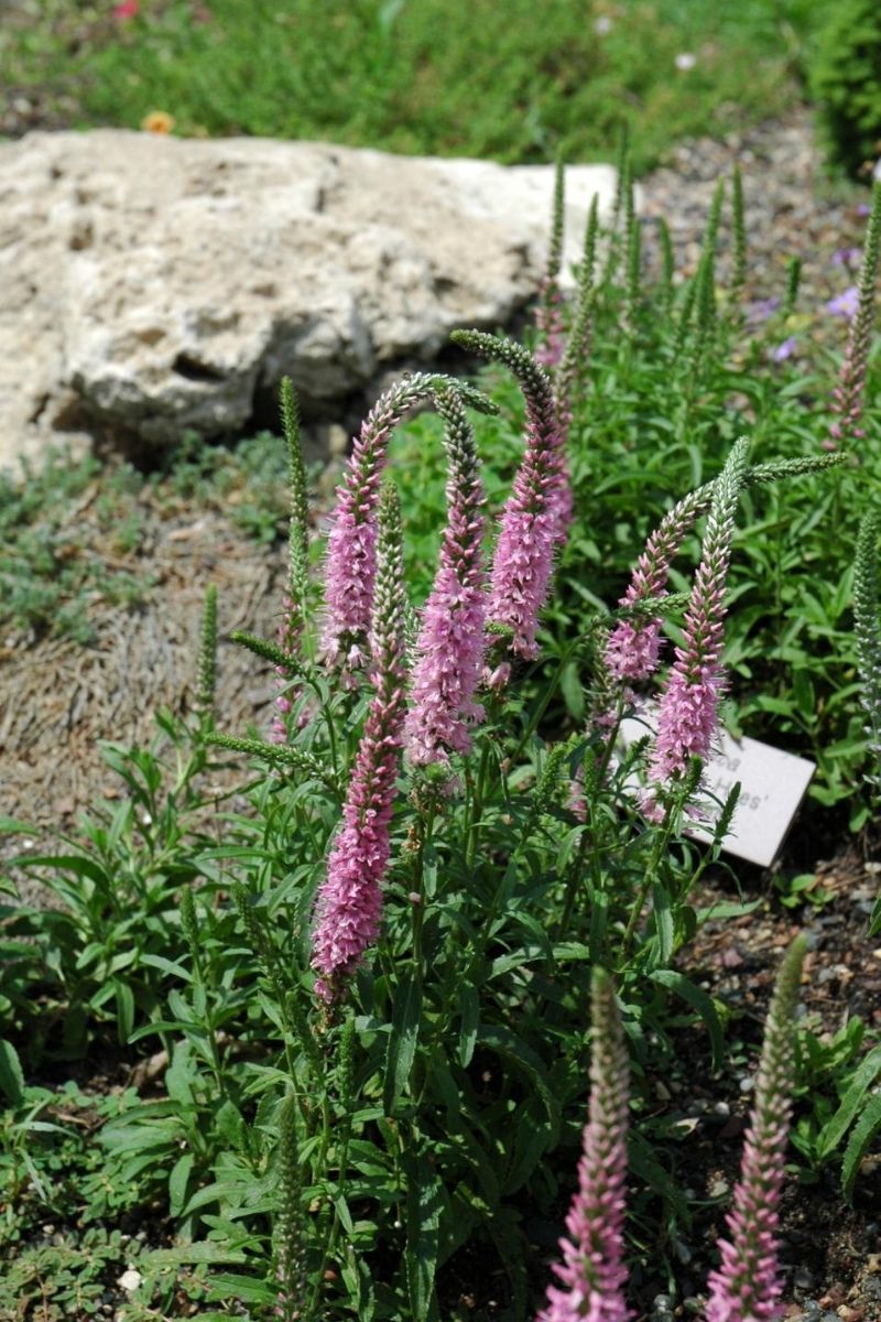 Veronica, Gils Van Hees