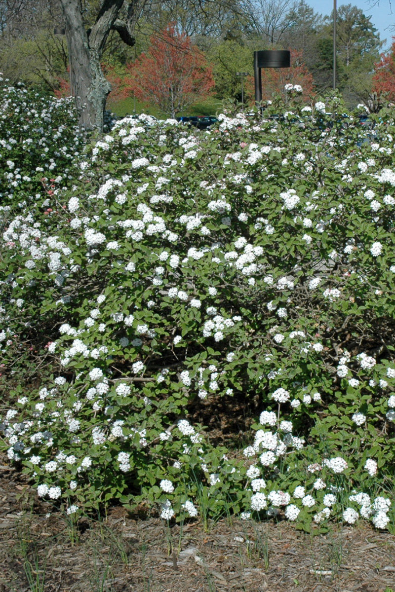 Viburnum, Koreanspice Compact