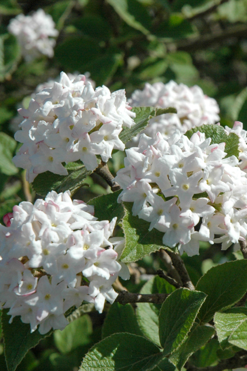 Viburnum, Koreanspice Compact