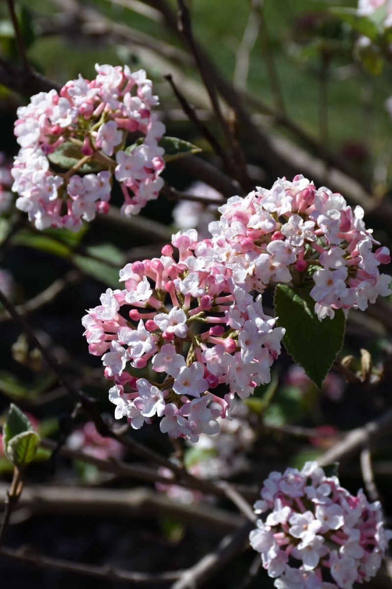 Viburnum, Koreanspice