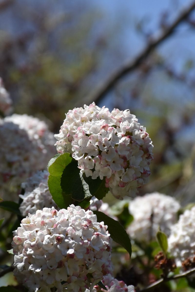 Viburnum, Koreanspice