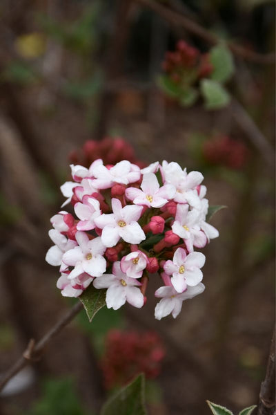 Viburnum, Spice Girl