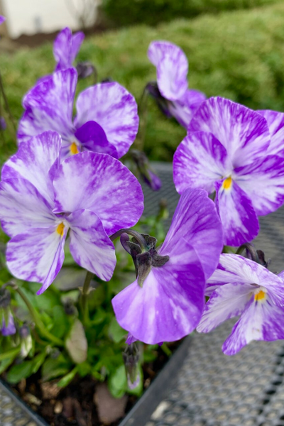 Violet, Columbine