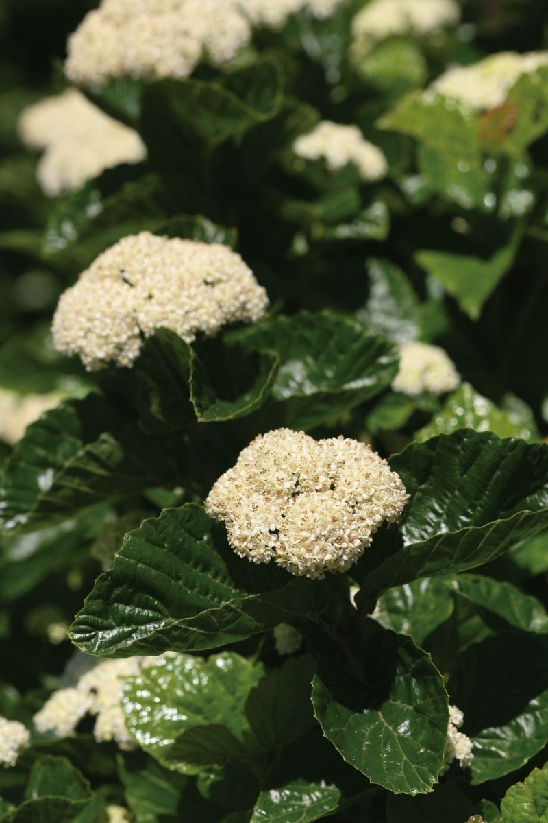 Viburnum, All That Glows