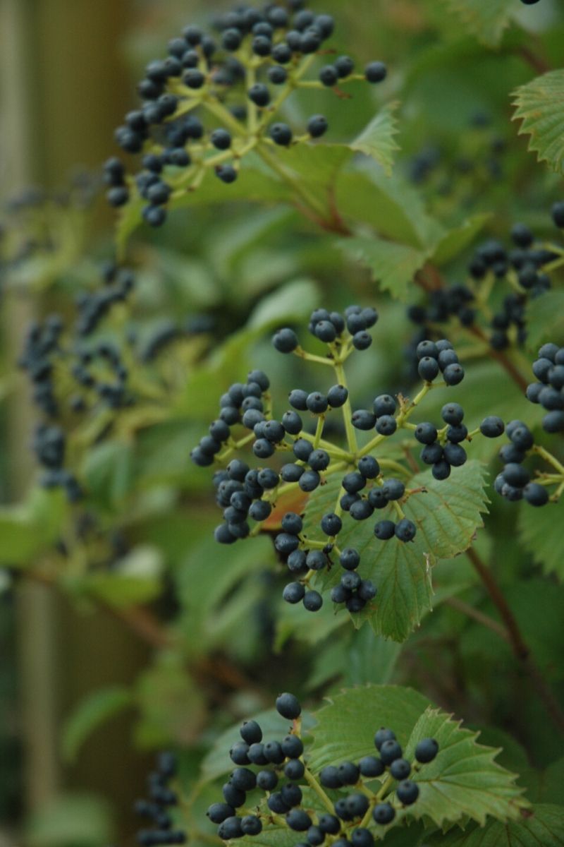 Viburnum, Arrow Red Feather