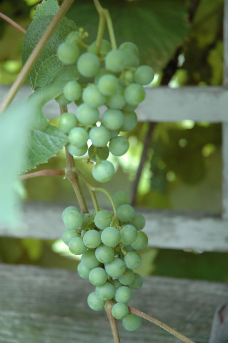 Fruit, Grape Edelw  Wht Sdlss