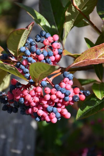 Viburnum, Brandywine