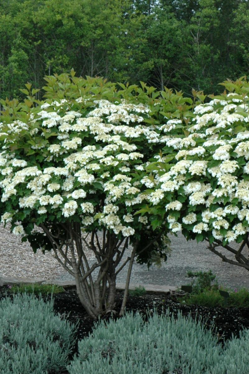 Viburnum, Cranbrry Eur Cmpct