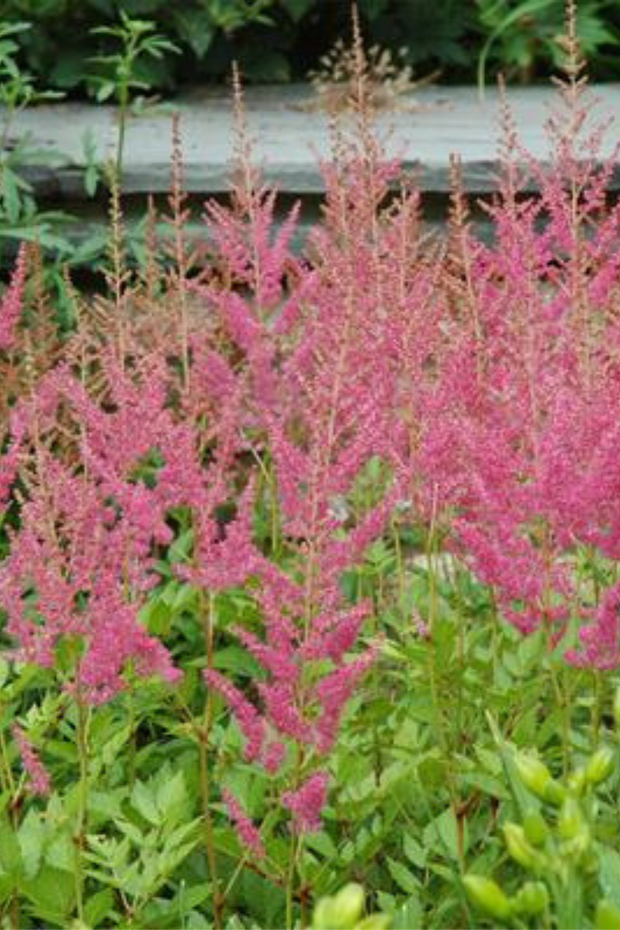Astilbe, Visions In Pink