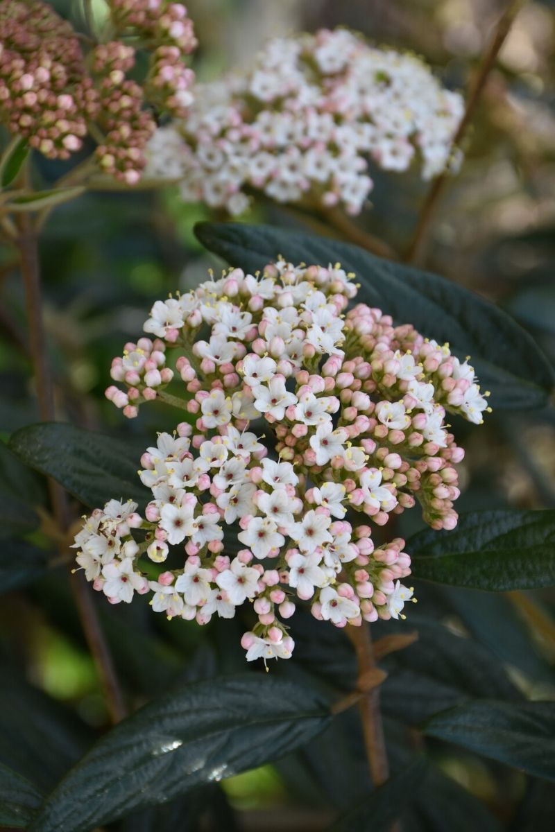 Viburnum, Prague Decker