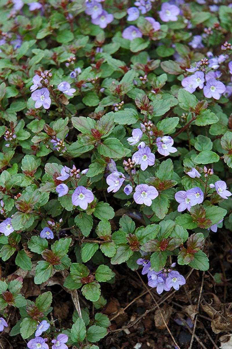 Veronica, Waterperry Blue