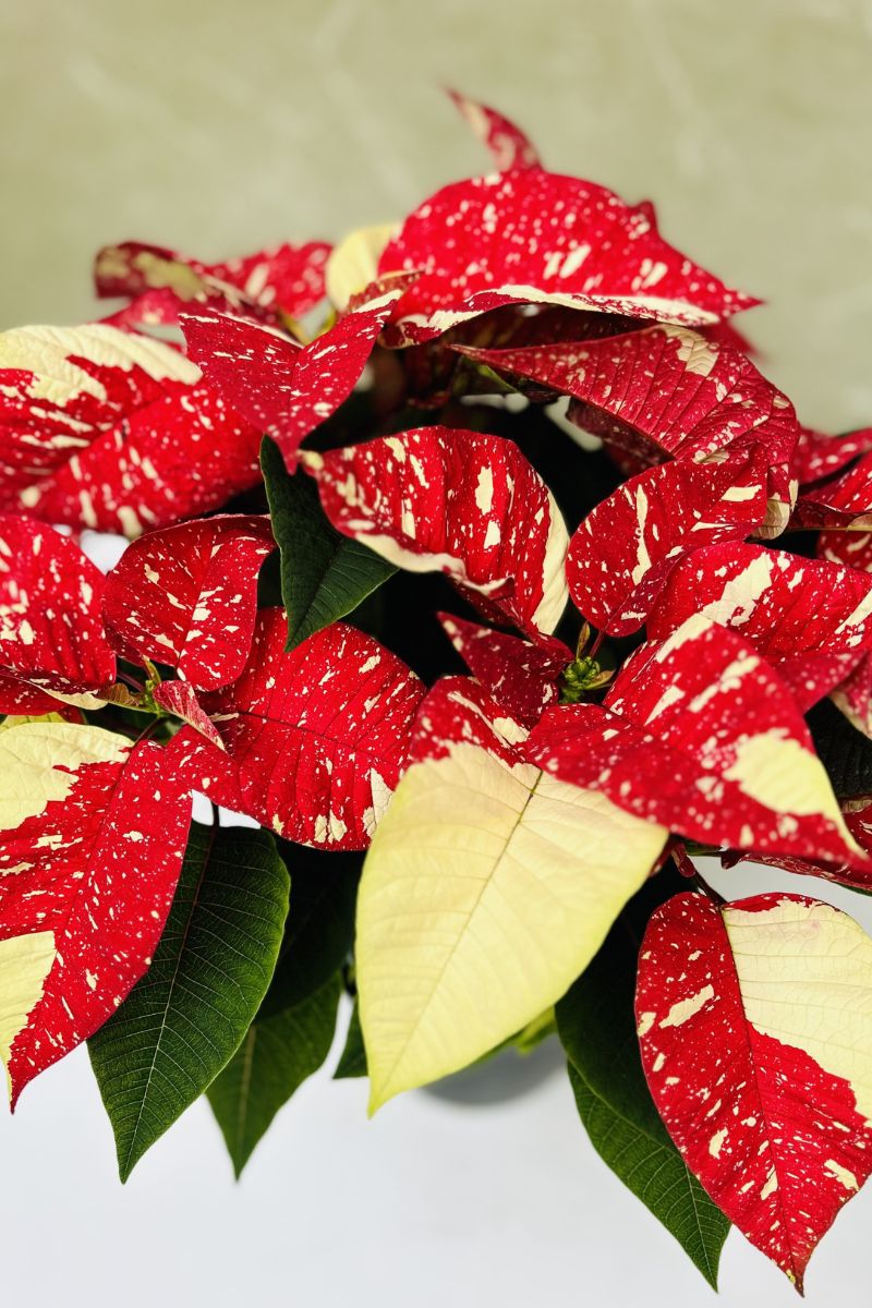 Poinsettia, Glitter 8"