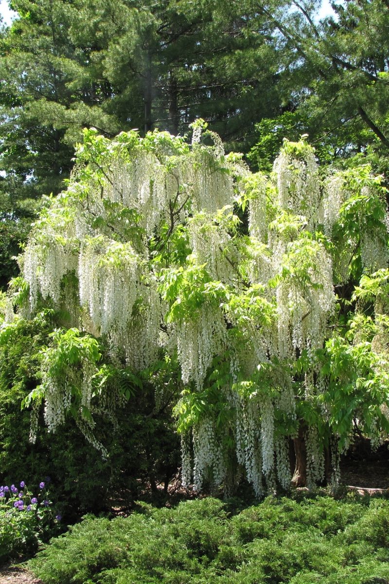 Vine, Wisteria Long Alba