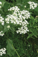 Wild Quinine white flower clusters
