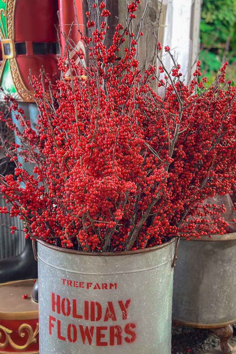 Winterberry, Premium Large 36"-42"