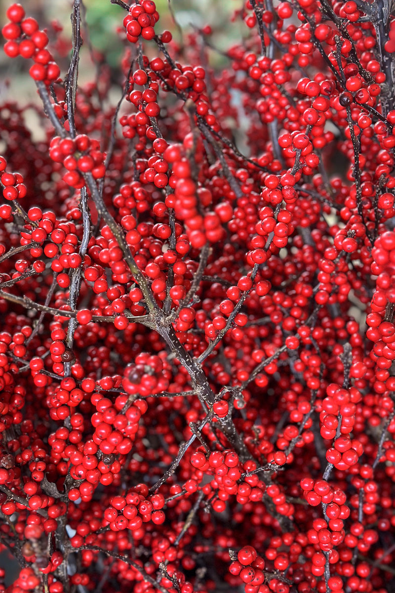 Winterberry, Premium Large 36"-42"