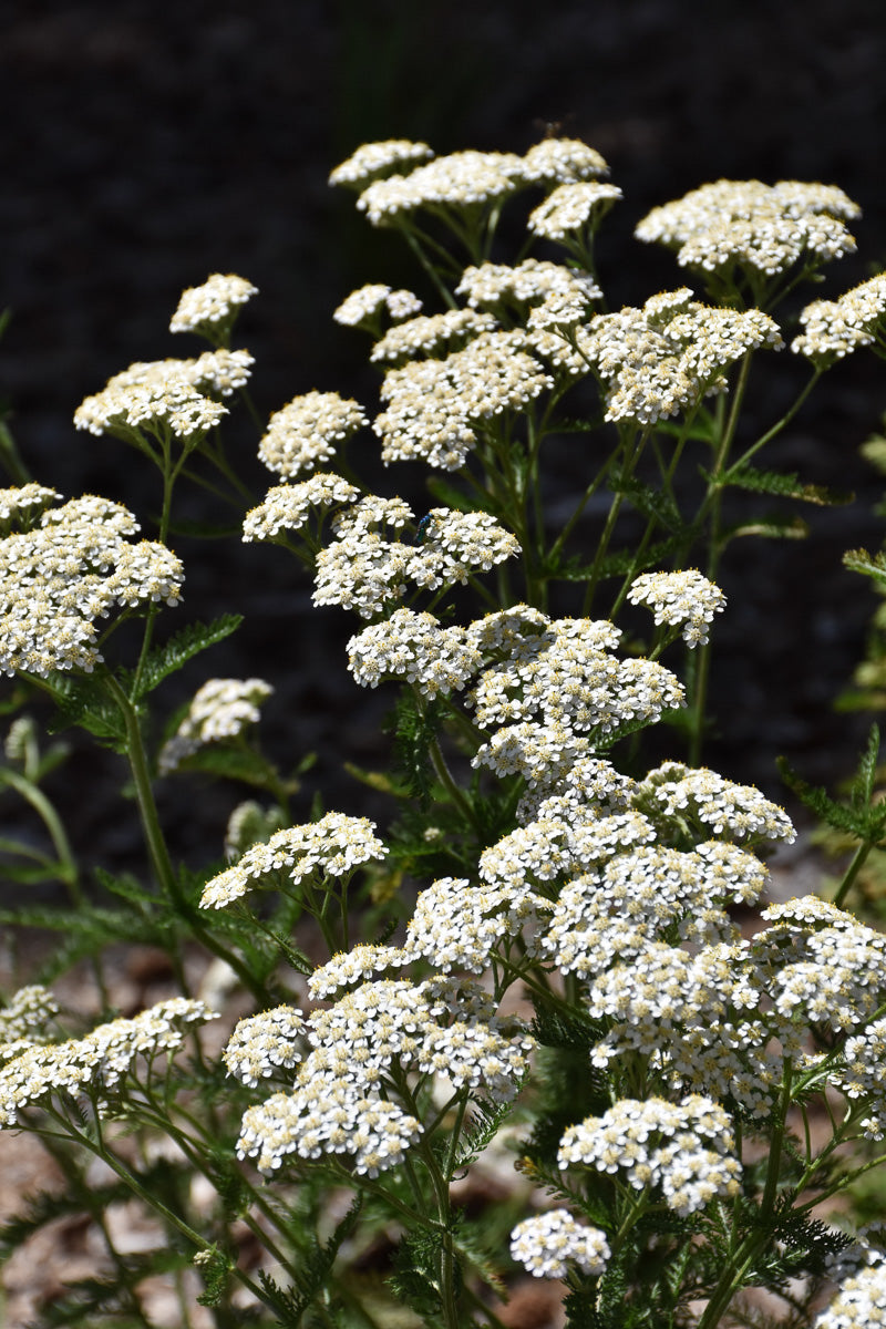 Yarrow, Common