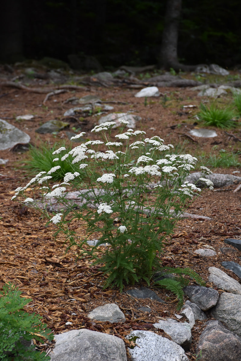 Yarrow, Common