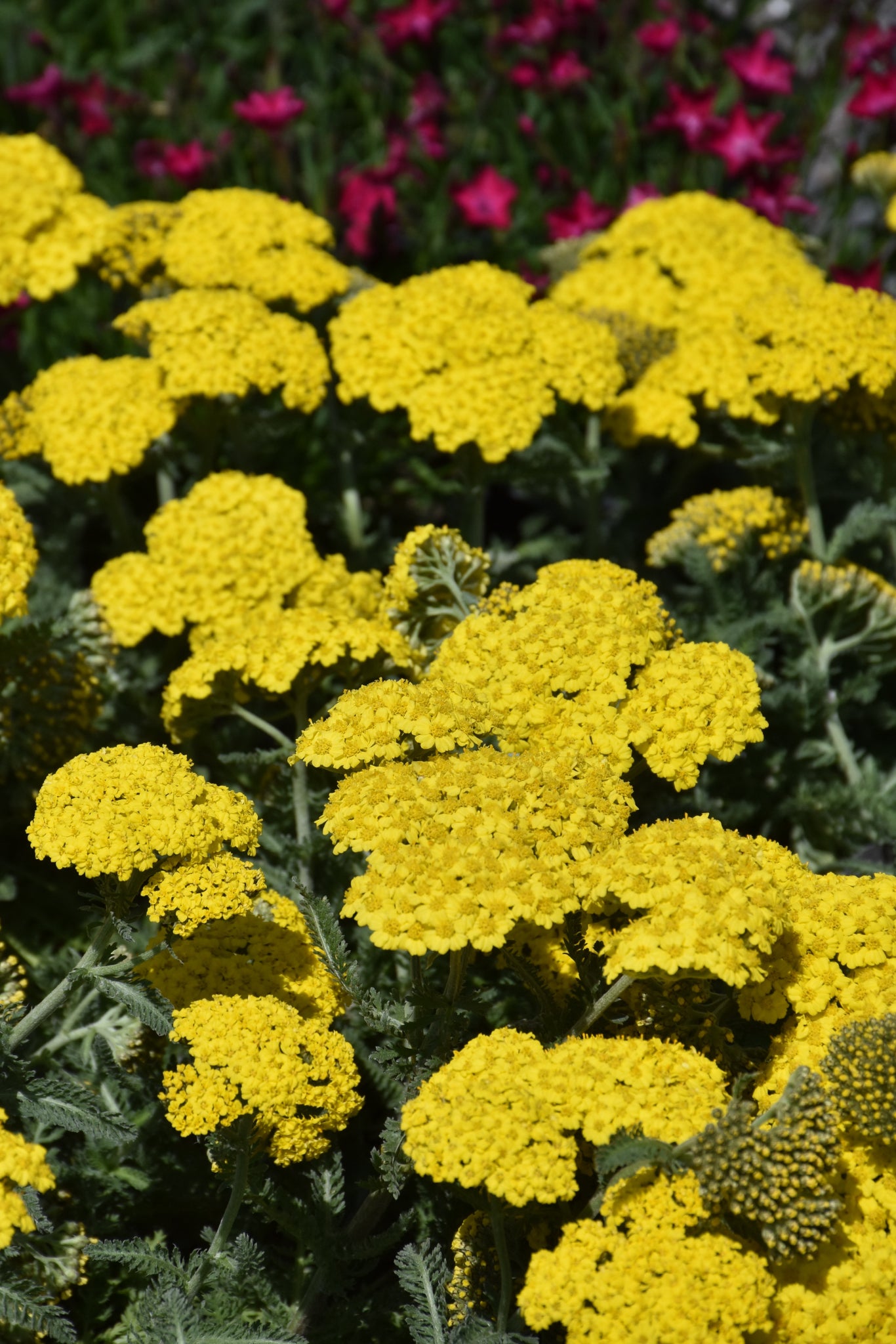 Little Moonshine Yarrow (Achillea millefolium 'ACBZ0002') in bloom