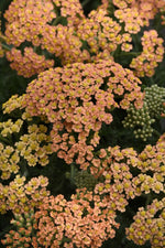 New Vintage Terra Cotta yarrow