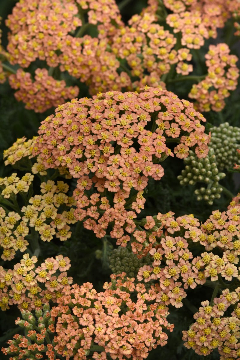 New Vintage Terra Cotta yarrow