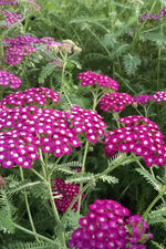 New Vintage Violet yarrow