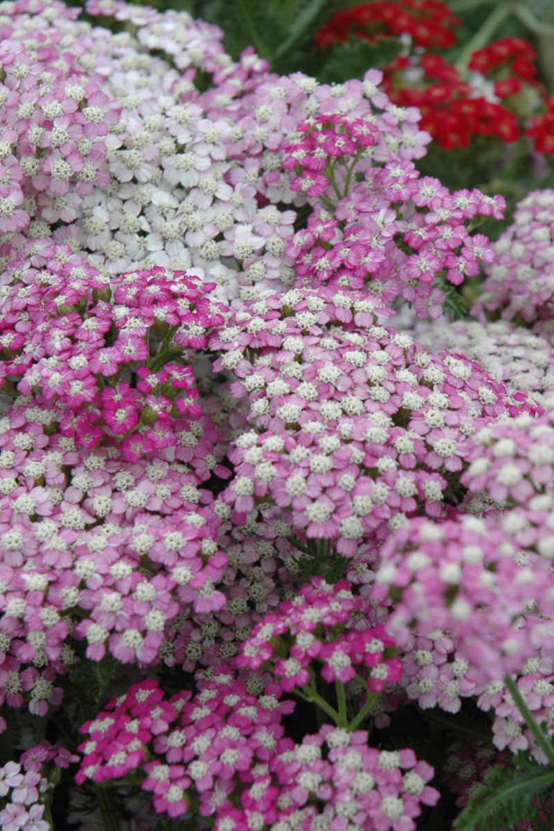 Yarrow, Oertel's Rose