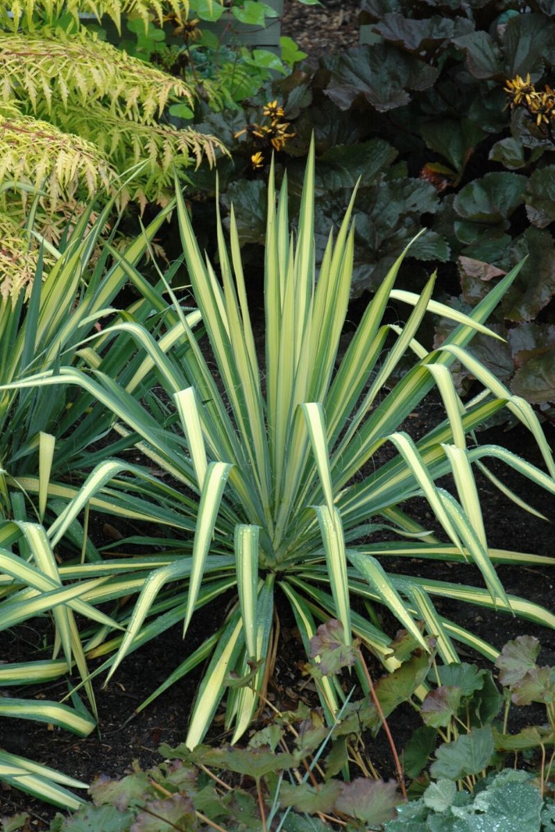 Yucca, Golden Sword