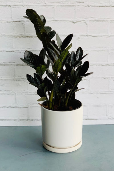 raven zz plant patent ZZ Plant, Raven 6" – Chalet