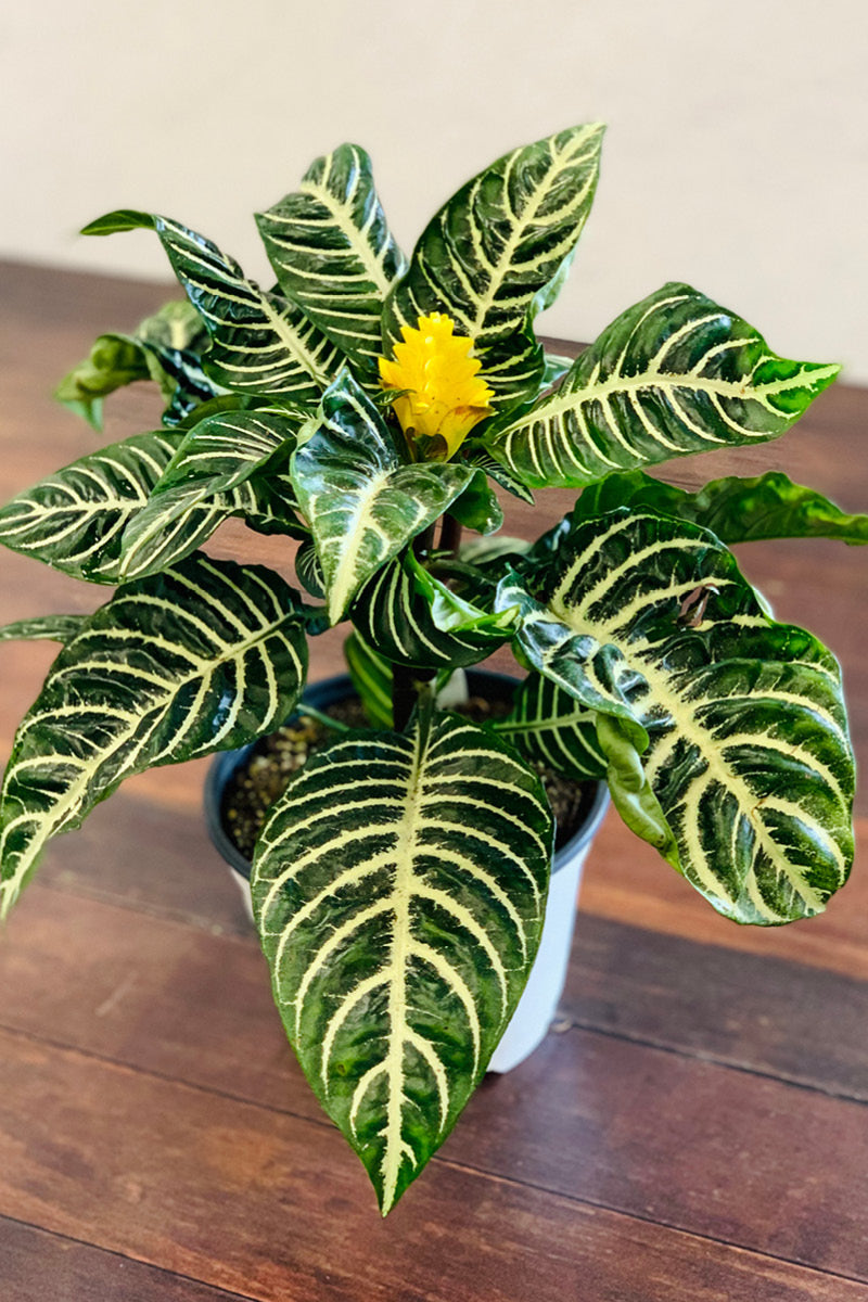 Zebra Plant, 6"