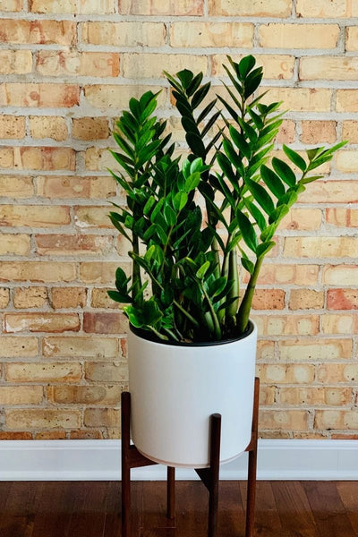 ZZ Plant 10