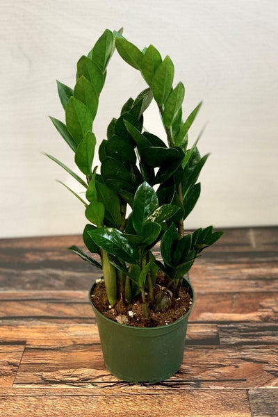 buy zz plant perth ZZ Plant 6" – Chalet