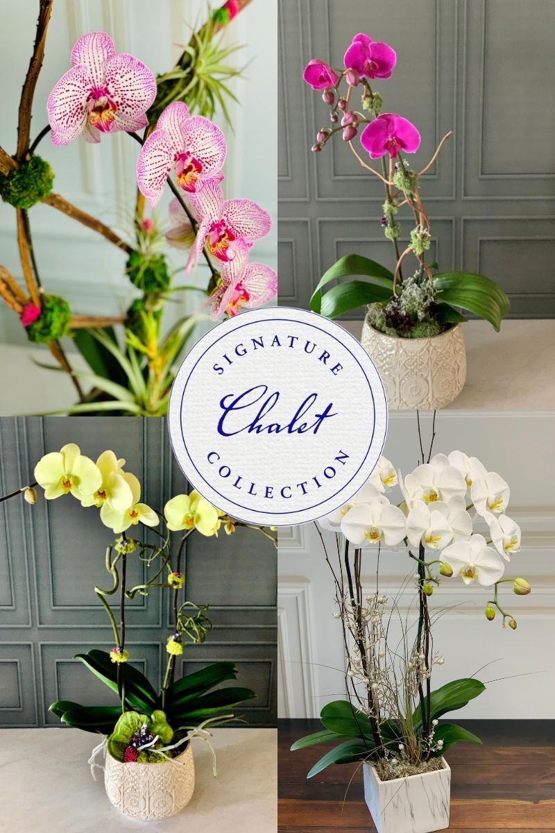 Signature Arrangement Subscription | Orchid Refresh